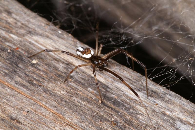 Latrodectus_hasselti_D3644_Z_89_Hamelin pool_Australie.jpg